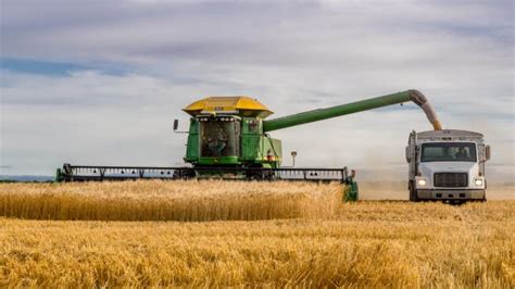Farmers plan biggest wheat crop in more than two decades due to war in Ukraine